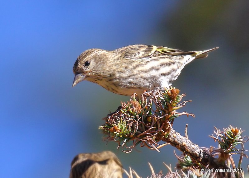 Pine Siskin, Sequoia NP, CA, 9-25-19, Jpa_03542.jpg