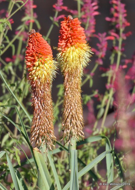 Red Hot Poker, Delorses, CO, 9-21-19, Jpa_02330.jpg