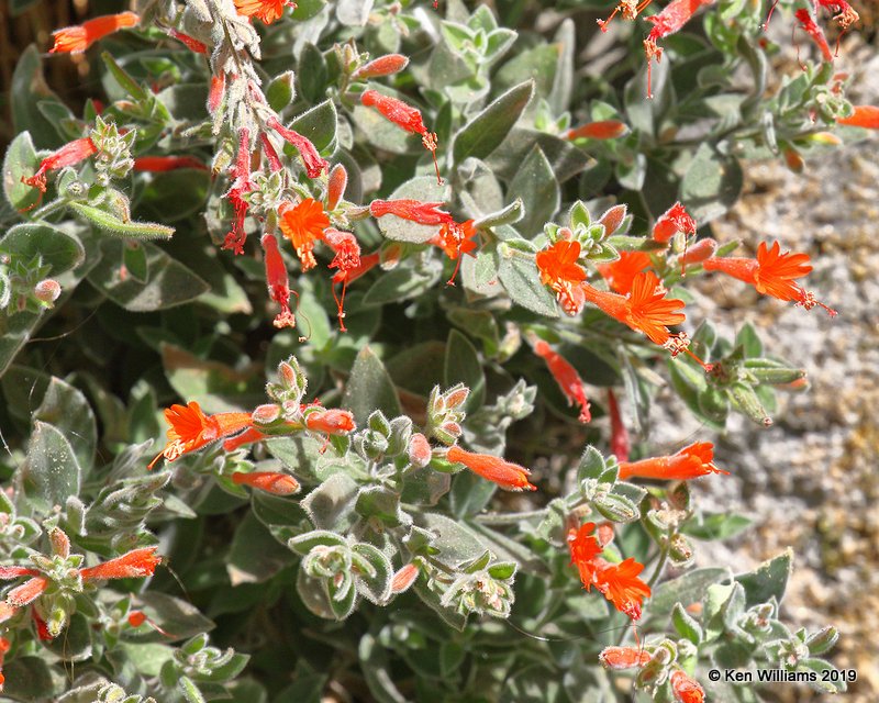 Red Monardella, Monardella macrantha, Yosemite NP, CA, 9-23-19, Jpa_03107.jpg