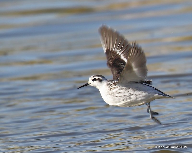 Red-necked Phalarope juvenile Great Salt Lake, UT, 9-30-19, Jpa_06196.jpg