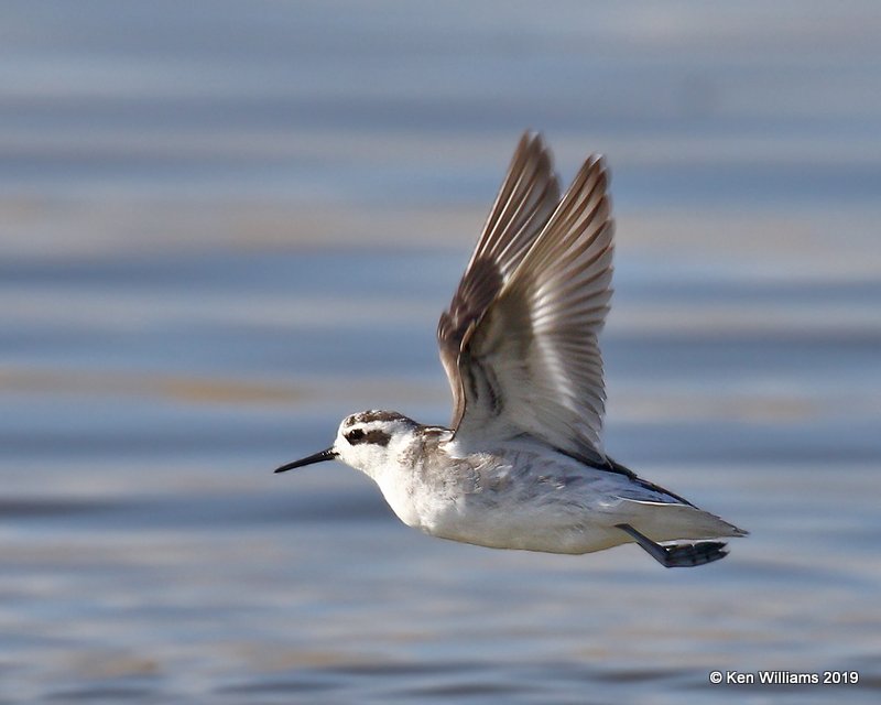 Red-necked Phalarope juvenile, Great Salt Lake, UT, 9-30-19, Jpa_06158.jpg