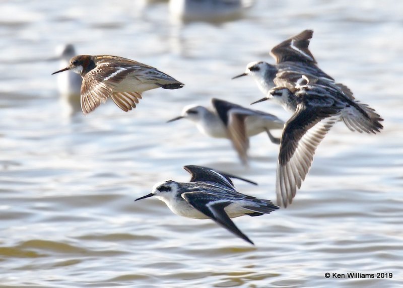 Red-necked Phalaropes, Great Salt Lake, UT, 9-30-19, Jpa_05900.jpg