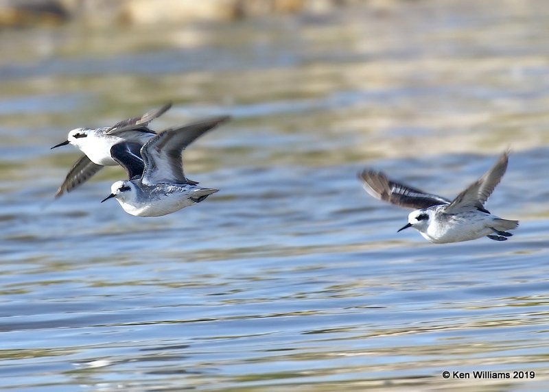 Red-necked Phalaropes, Great Salt Lake, UT, 9-30-19, Jpa_06178.jpg