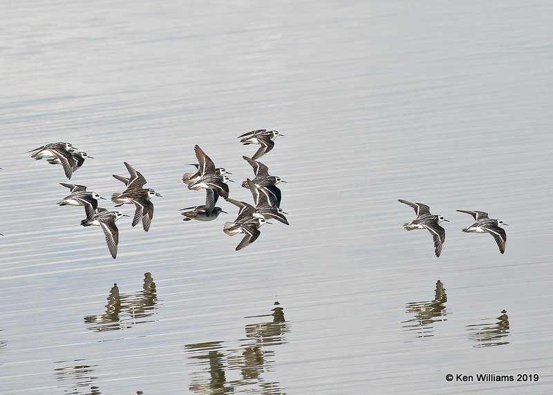 Red-necked Phalaropes, Great Salt Lake, UT, 9-30-19, Jpa_06305.jpg