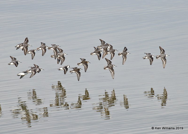 Red-necked Phalaropes, Great Salt Lake, UT, 9-30-19, Jpa_06307.jpg