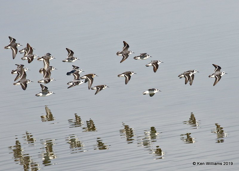 Red-necked Phalaropes, Great Salt Lake, UT, 9-30-19, Jpa_06309.jpg