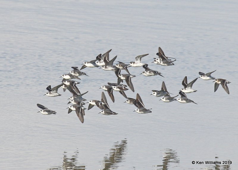 Red-necked Phalaropes, Great Salt Lake, UT, 9-30-19, Jpa_06317.jpg