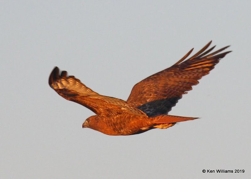 Red-tailed Hawk, Stillwater NWR, UT, 9-21-19, Jpa_02945.jpg