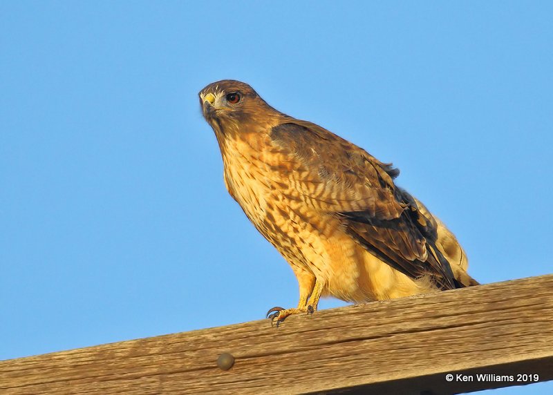Red-tailed Hawk, Western ssp, Filmore, UT, 9-21-19, Jpa_02550.jpg