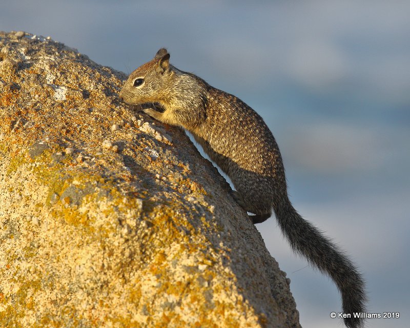 Rock Squirrel, Monterey, CA, 9-26-19, Jpa_04308.jpg