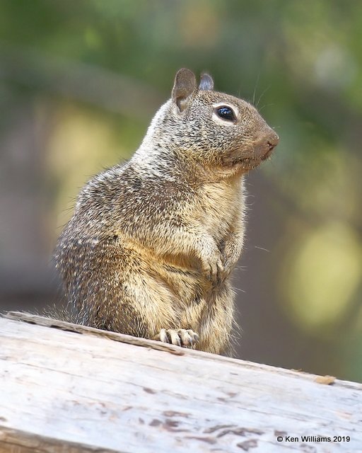 Rock Squirrel, Yosemite NP, CA, 9-23-19, Jpa_03172.jpg