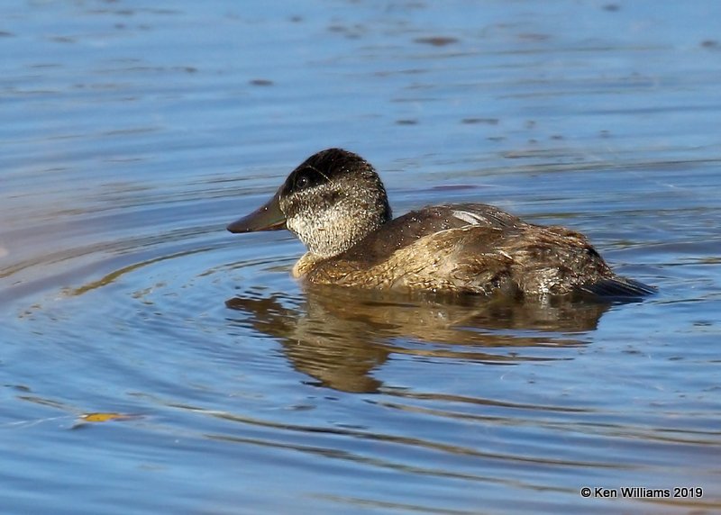 Ruddy Duck juvenile, Alamosa NWR, CO, 9-18-19, Jpa_02135.jpg