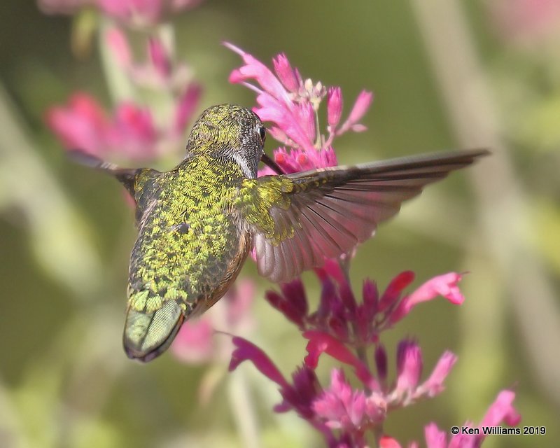 Broad-tailed Hummingbird female, Delorses, CO, 9-20-19, Jpa_02323.jpg
