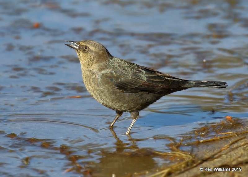 Brewer's Blackbird female, Sequoia NP, CA, 9-24-19, Jpa_03258.jpg