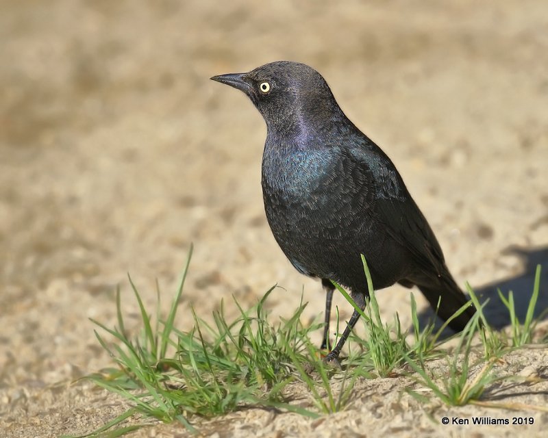 Brewer's Blackbird 1st winter male, Sequoia NP, CA, 9-24-19, Jpa_03353.jpg