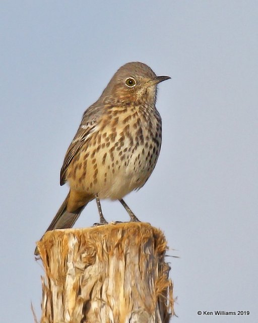 Sage Thrasher, Filmore, UT, 9-21-19, Jpa_02650.jpg