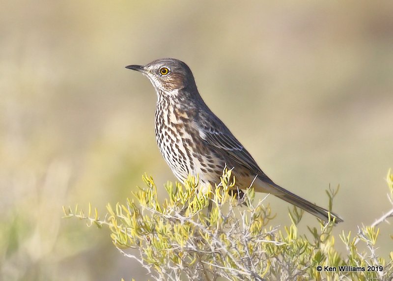 Sage Thrasher, Filmore, UT, 9-21-19, Jpa_02683.jpg