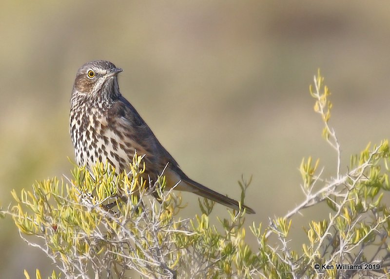 Sage Thrasher, Filmore, UT, 9-21-19, Jpa_02722.jpg