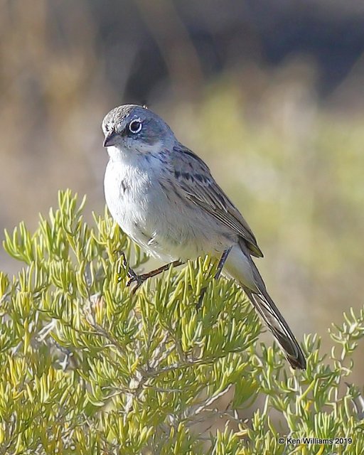 Sagebrush Sparrow, Filmore, UT, 9-21-19, Jpa_02820.jpg