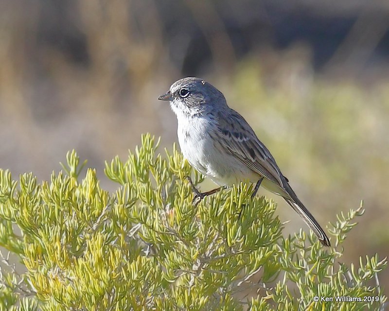 Sagebrush Sparrow, Filmore, UT, 9-21-19, Jpa_02831.jpg
