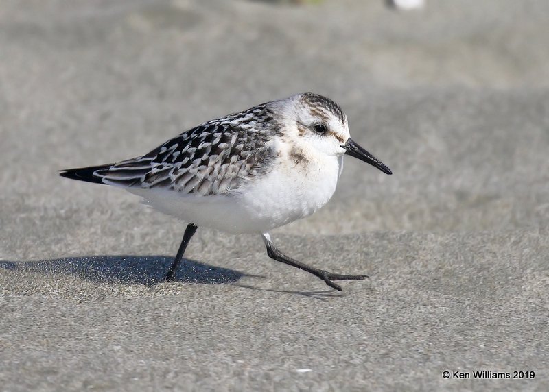 Sanderling juvenile, Bodago Bay, CA, 9-28-19, Jpa_05373.jpg