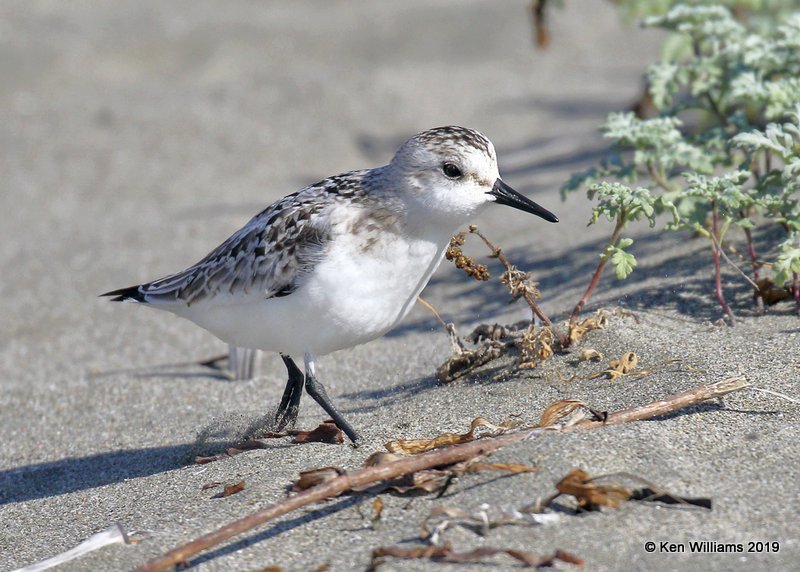 Sanderling juvenile, Bodago Bay, CA, 9-28-19, Jpa_05391.jpg