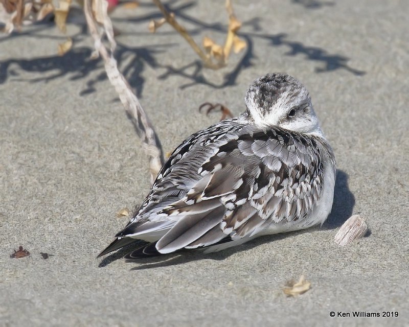 Sanderling juvenile, Bodago Bay, CA, 9-28-19, Jpa_05526.jpg