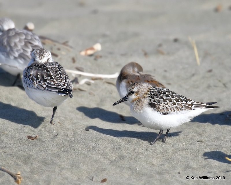 Sanderling juveniles, Bodago Bay, CA, 9-28-19, Jpa_05334.jpg