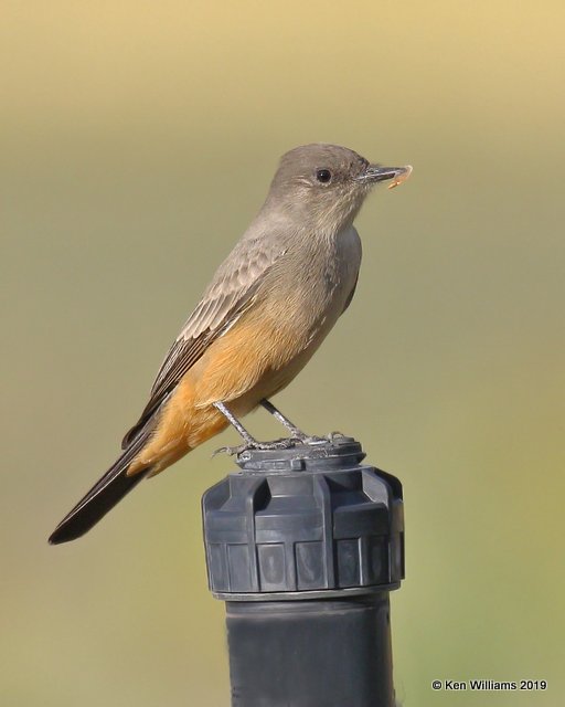 Says Phoebe, Cortez, CO, 9-19-19, Jpa_02302.jpg