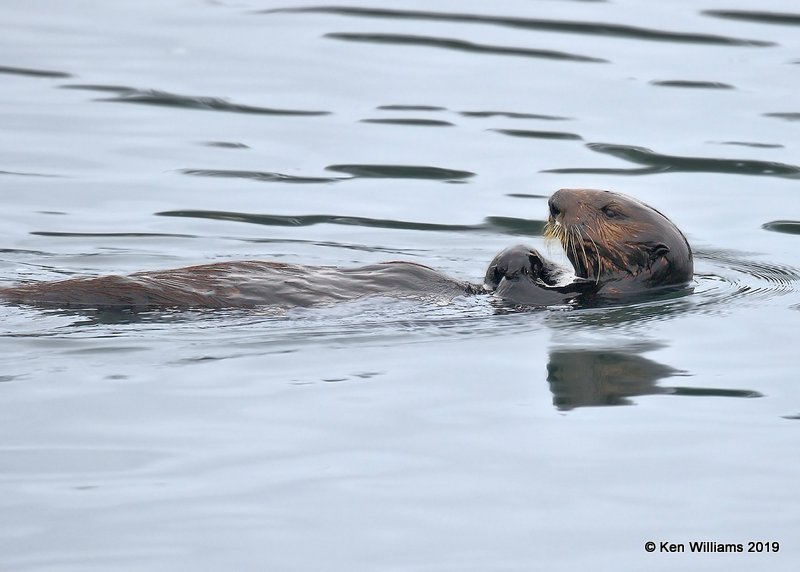 Sea Otter, California coast, 9-27-19, Jpa_04430.jpg
