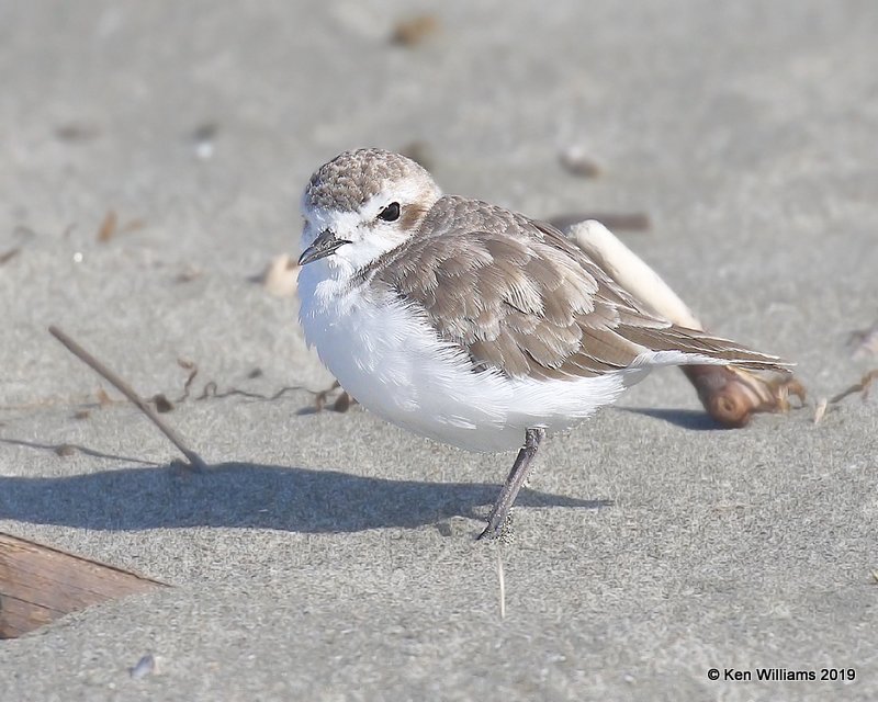 Snowy Plover nonbreeding plumage, Bodago Bay, CA, 9-28-19, Jpa_05225.jpg