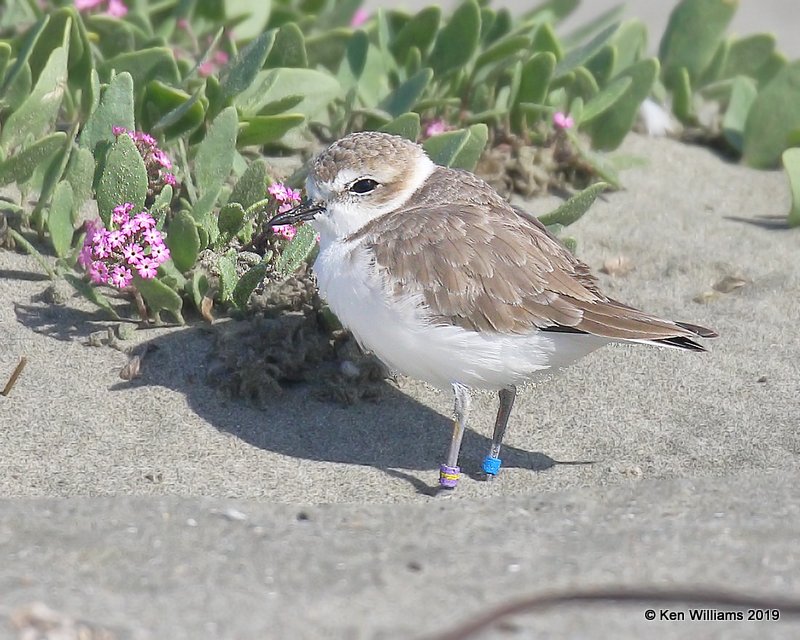 Snowy Plover nonbreeding plumage, Bodago Bay, CA, 9-28-19, Jpa_05427.jpg