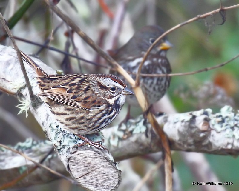 Song Sparrow, California Coast ssp, Point Reyes, CA, 9-27-19, Jpa_04982.jpg