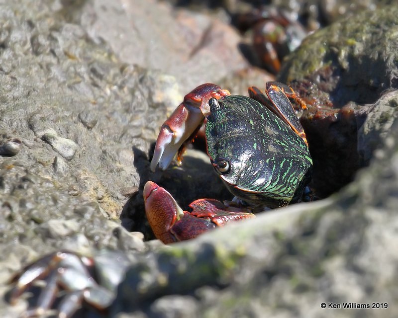 Striped Shore Crab, Pachygrapsus crassipes, Monterey, CA, 9-26-19, Jpa_04002.jpg