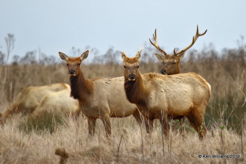 Tule Elk, Point Reyes, CA, 9-27-19, Jpa_04659.jpg