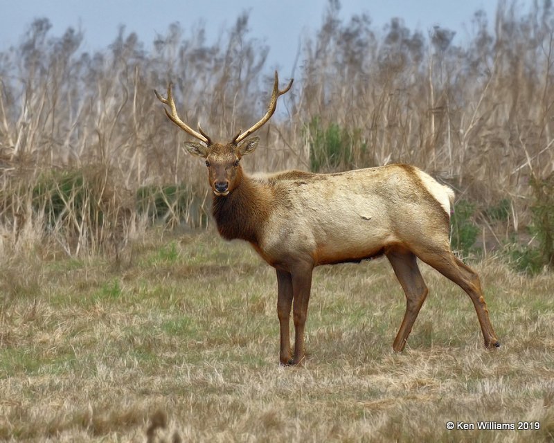 Tule Elk, Point Reyes, CA, 9-27-19, Jpa_04698.jpg