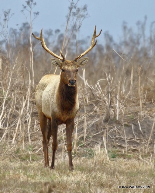 Tule Elk, Point Reyes, CA, 9-27-19, Jpa_04716.jpg