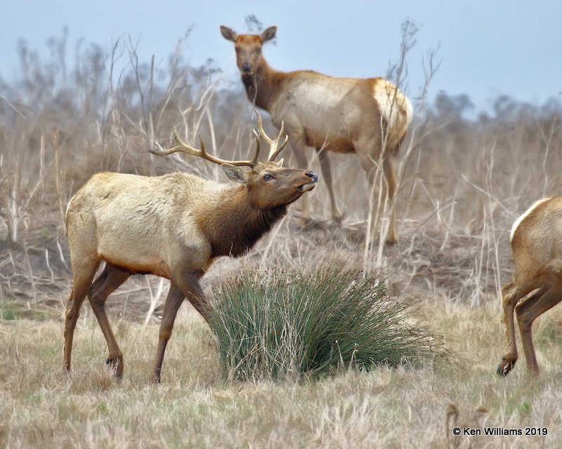 Tule Elk, Point Reyes, CA, 9-27-19, Jpa_04727.jpg