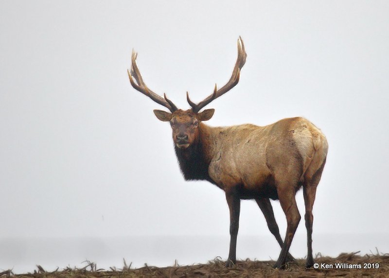 Tule Elk, Point Reyes, CA, 9-27-19, Jpa_05076.jpg