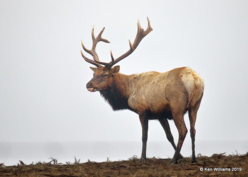 Tule Elk, Point Reyes, CA, 9-27-19, Jpa_05082.jpg
