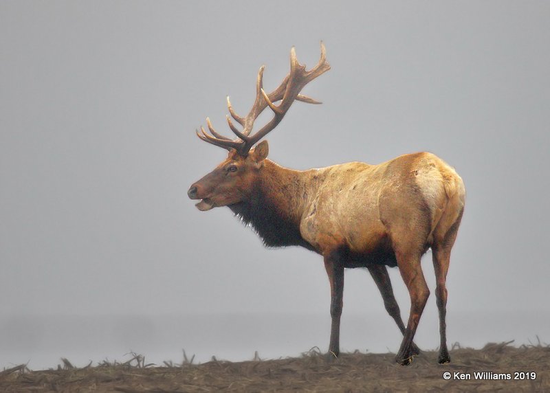 Tule Elk, Point Reyes, CA, 9-27-19, Jpa_05084.jpg