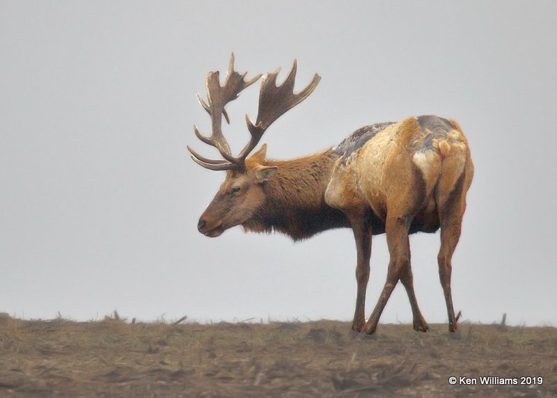Tule Elk, Point Reyes, CA, 9-27-19, Jpa_05094.jpg