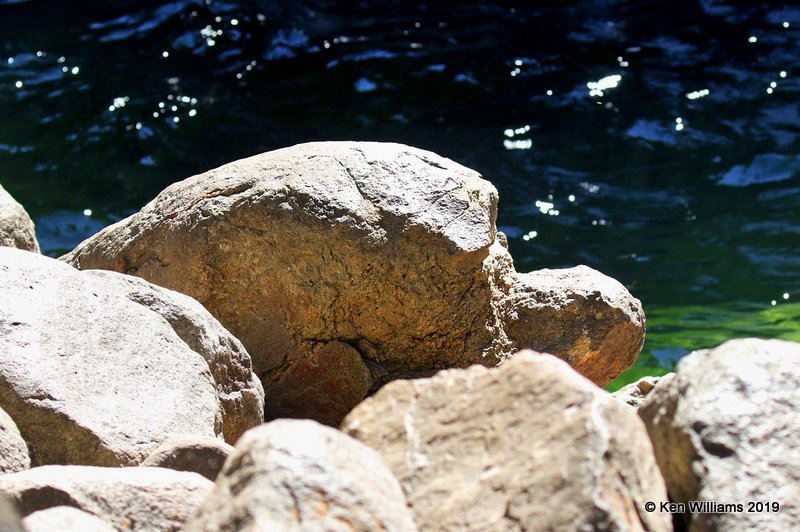 Turtle Rock, Sequoia NP, CA, 9-24-19, Jz_03190.jpg