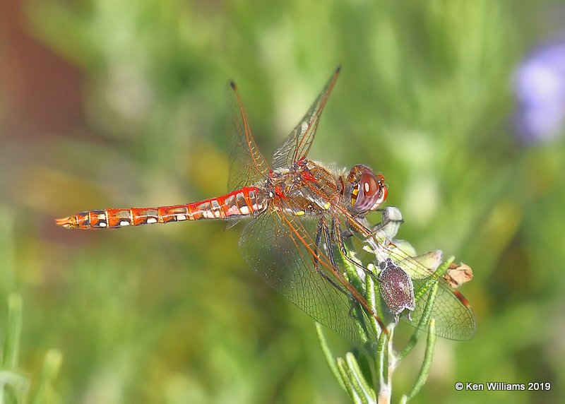 Variegated Meadowhawk male, Yosemite NP, CA, 9-23-19, Jpa_03069.jpg