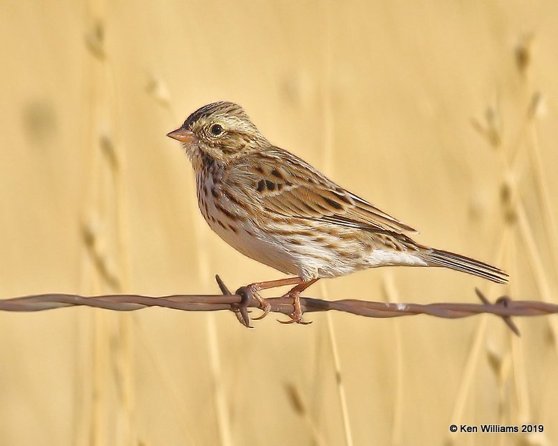 Vesper Sparrow, Filmore, UT, 9-21-19, Jpa_02442.jpg