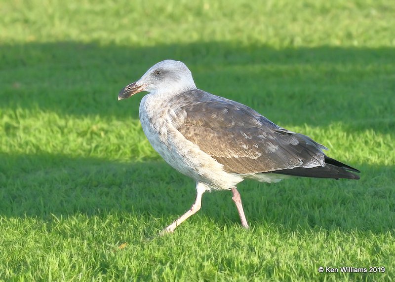 Western Gull 2nd cycle, Monterey, CA, 9-26-19, Jpa_04328.jpg