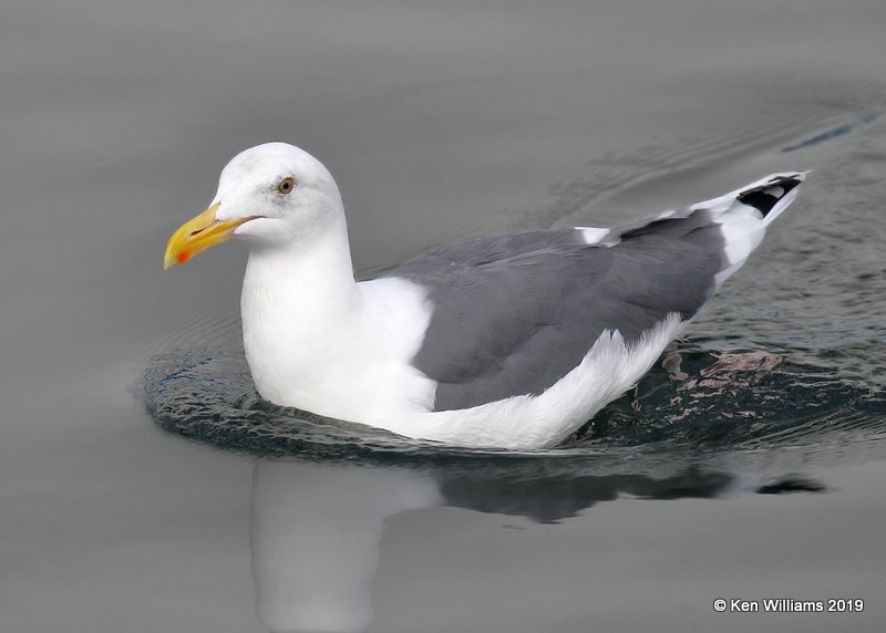 Western Gull breeding plumage, Monterey, CA, 9-26-19, Jpa_03652.jpg