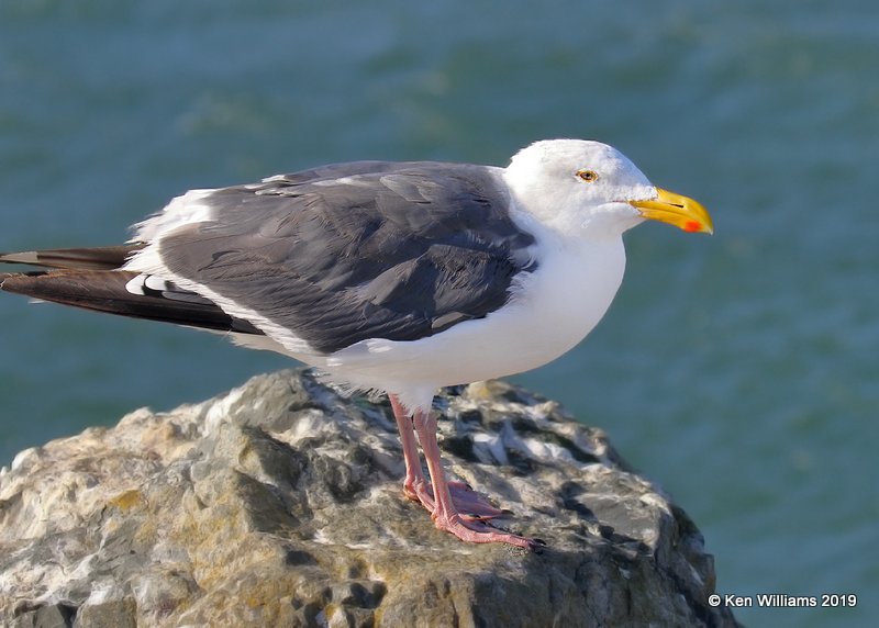 Western Gull breeding plumage, Bodago Bay, CA, 9-28-19, Jpa_05115.jpg