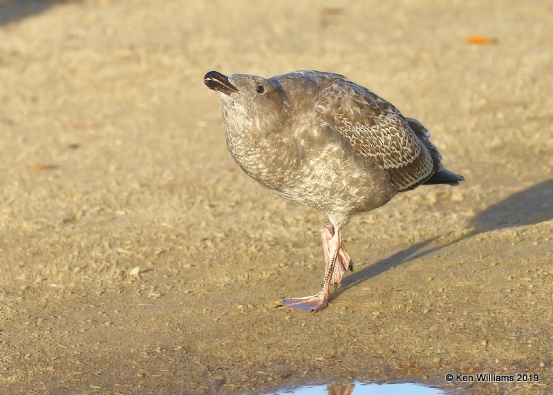 Western Gull juvenile, Monterey, CA, 9-26-19, Jpa_04351.jpg