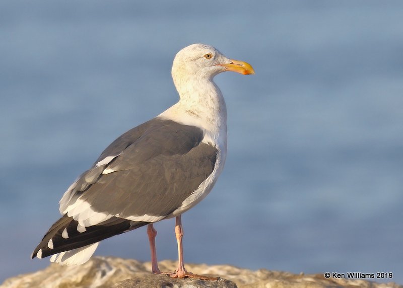 Western Gull nonbreeding, Monterey, CA, 9-26-19, Jpa_04294.jpg